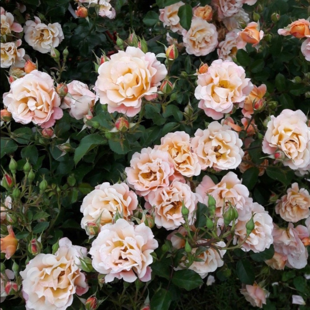 Meet your Posher, Kashia